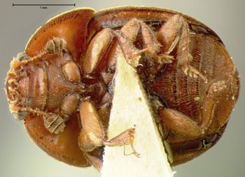 Media type: image;   Entomology 22493 Aspect: habitus ventral view
